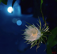 稍纵即逝的昙花(10)